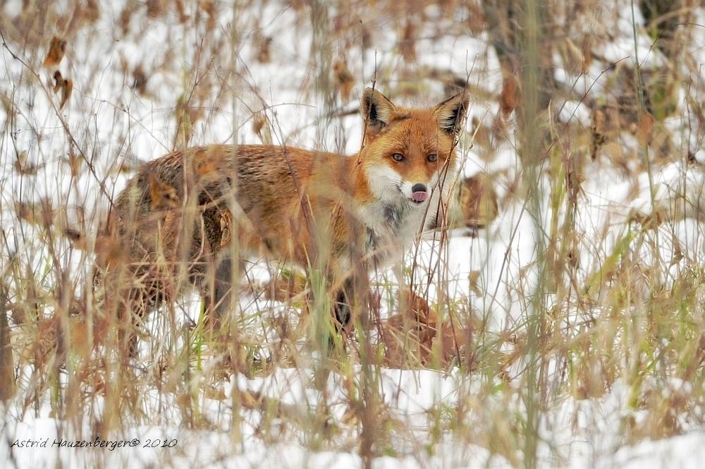 Fuchs