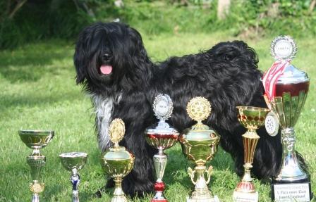 Tibet Terrier Nima
