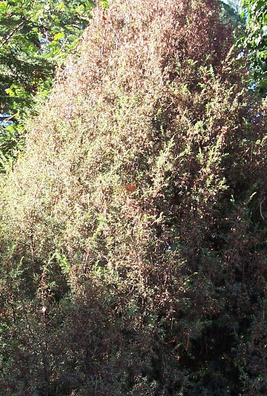 Wacholder wird braun - Mein schöner Garten Forum